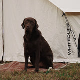 avalon bell tent with dog sitting in front of it on the grass